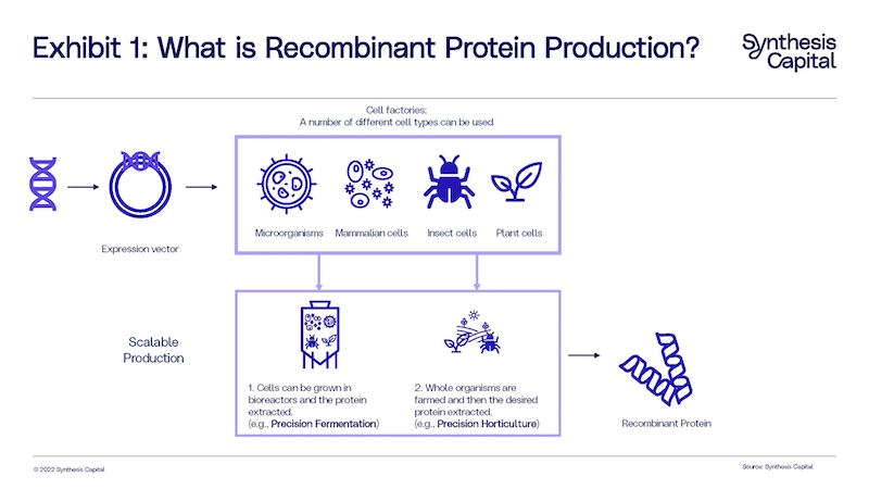 Agricultura Molecular en Plantas-Precision-Horticulture-Esquema de la producción de proteínas recombinantes. Fuente: Syntesis Capital