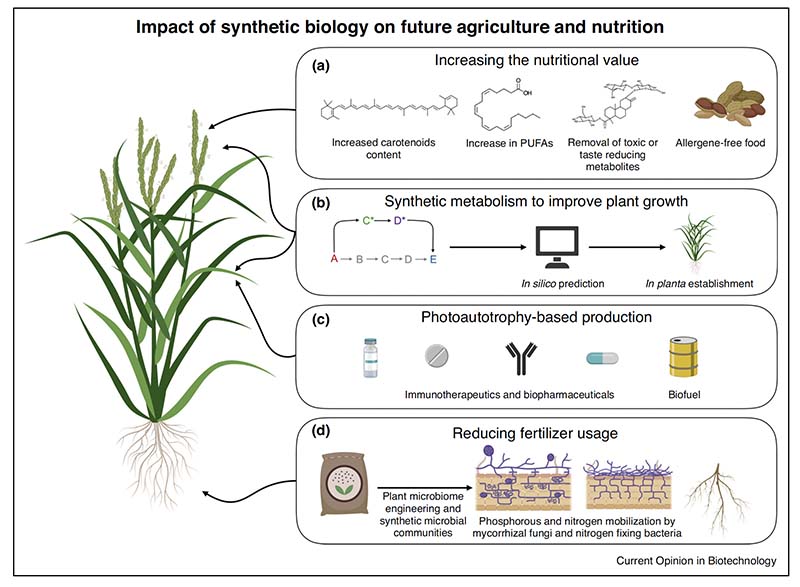 Gráfico del impacto de la Biología Sintética en la agricultura y la nutrición.