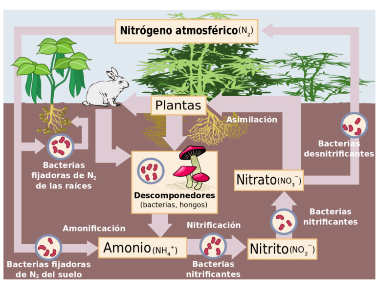 Esquema de la fijación del nitrógeno en plantas con y sin nódulo